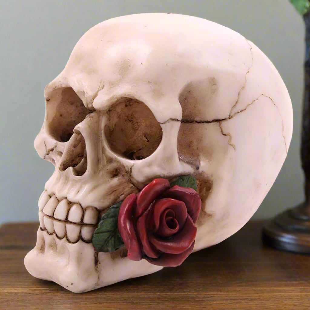 Skull with a single red rose sat propped on an angle